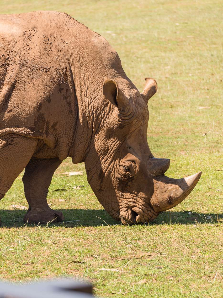 Parque de la Naturaleza de Cabárceno neushoorn