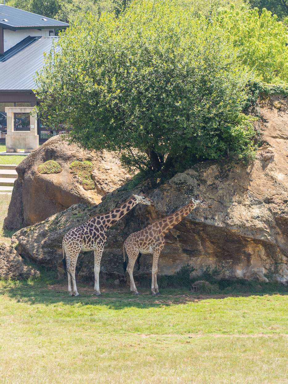 Parque de la Naturaleza de Cabárceno giraffen