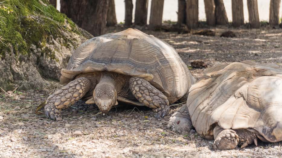 Schildpadden
