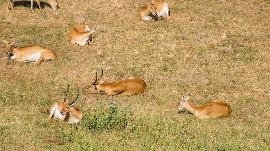 Dieren in Cabarceno Nature Park