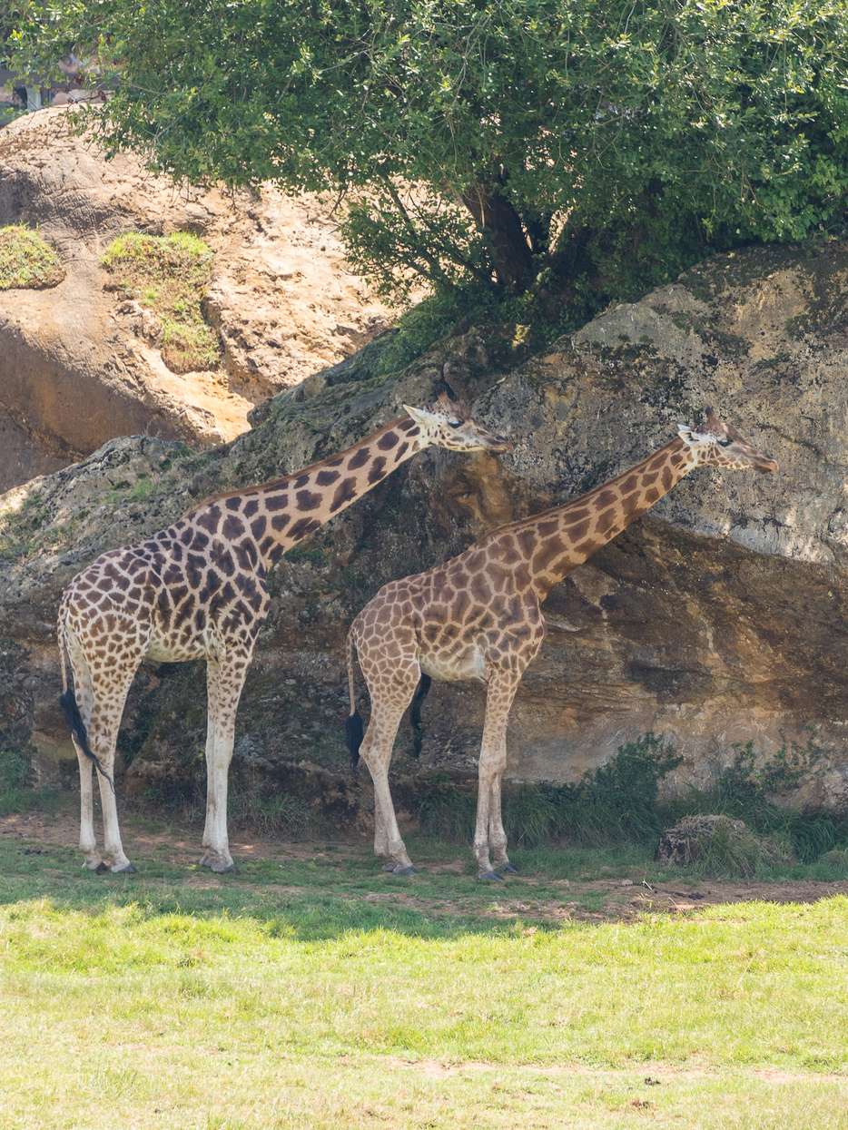 Giraffen in Cabárceno Nature Park